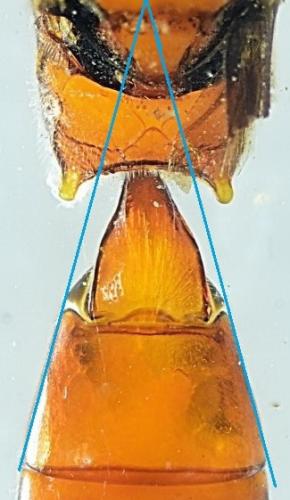 Aptesis flagitator